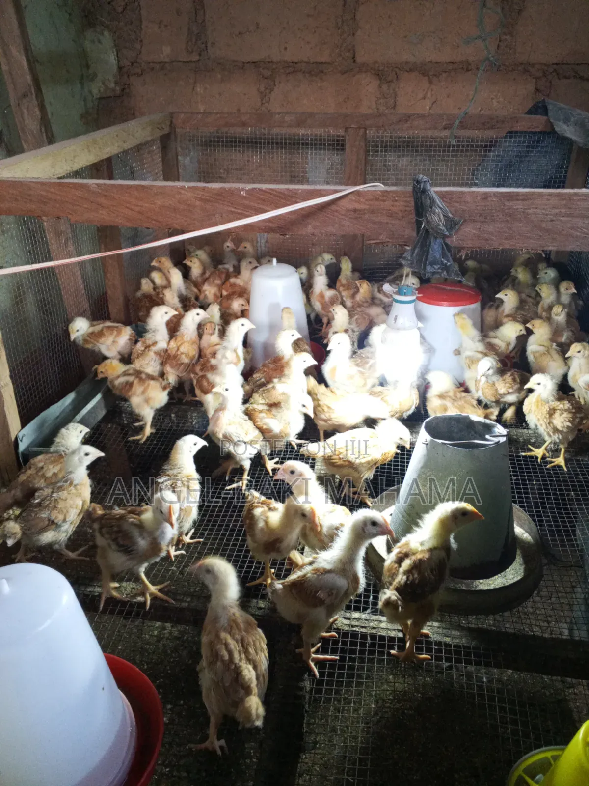 One Month Sasso Chicks