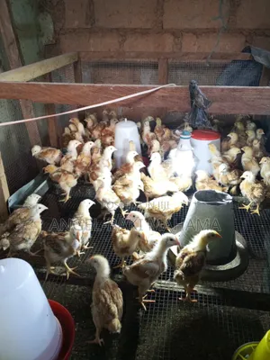 One Month Sasso Chicks