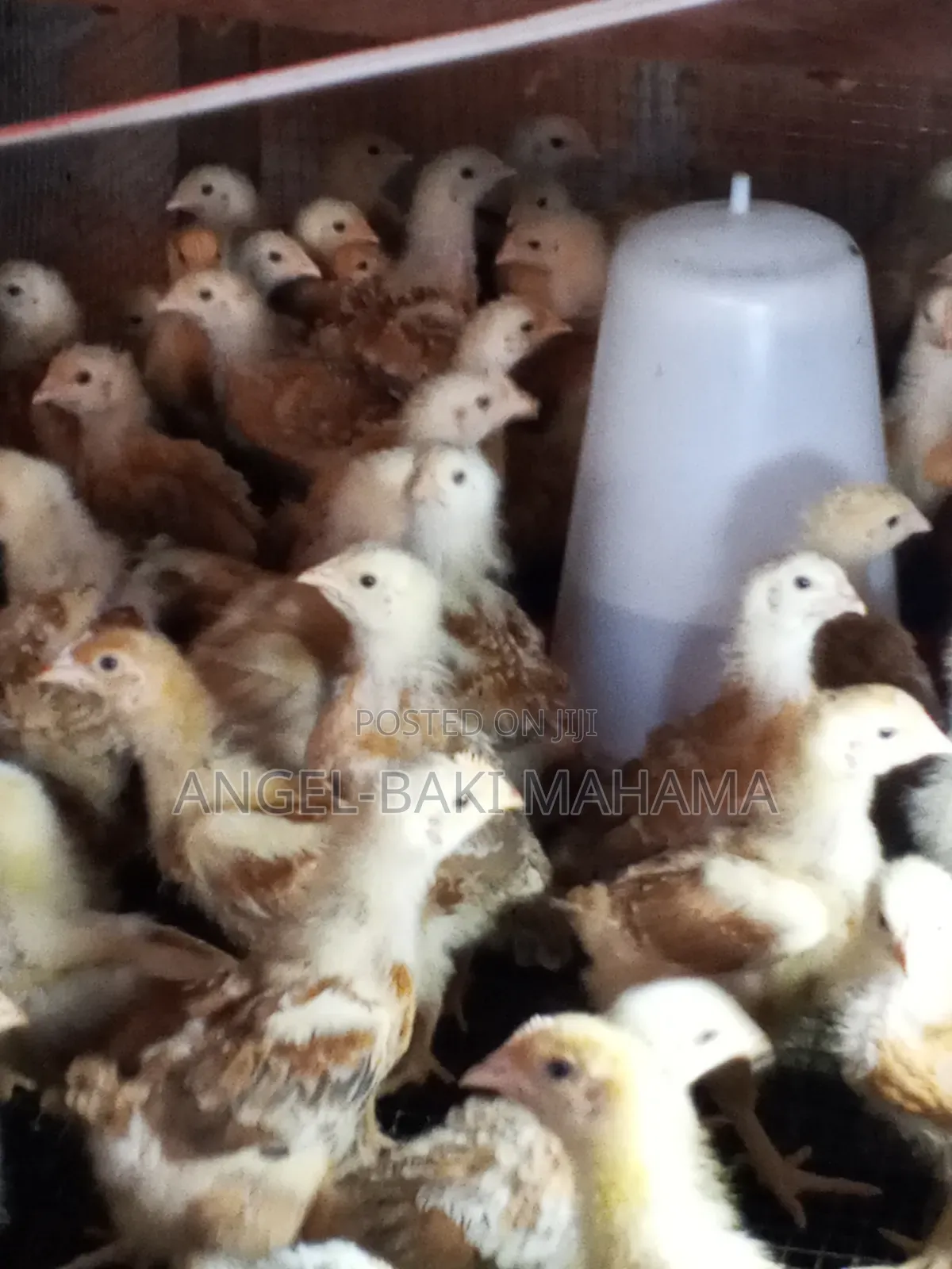 One Month Sasso Chicks