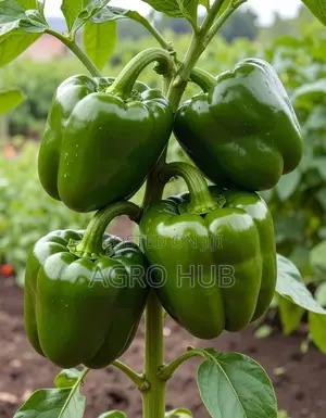 Green Bell Pepper Seedlings