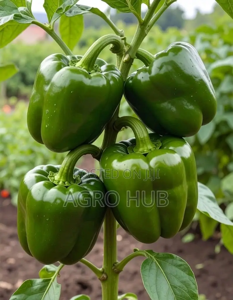 Green Bell Pepper Seedlings