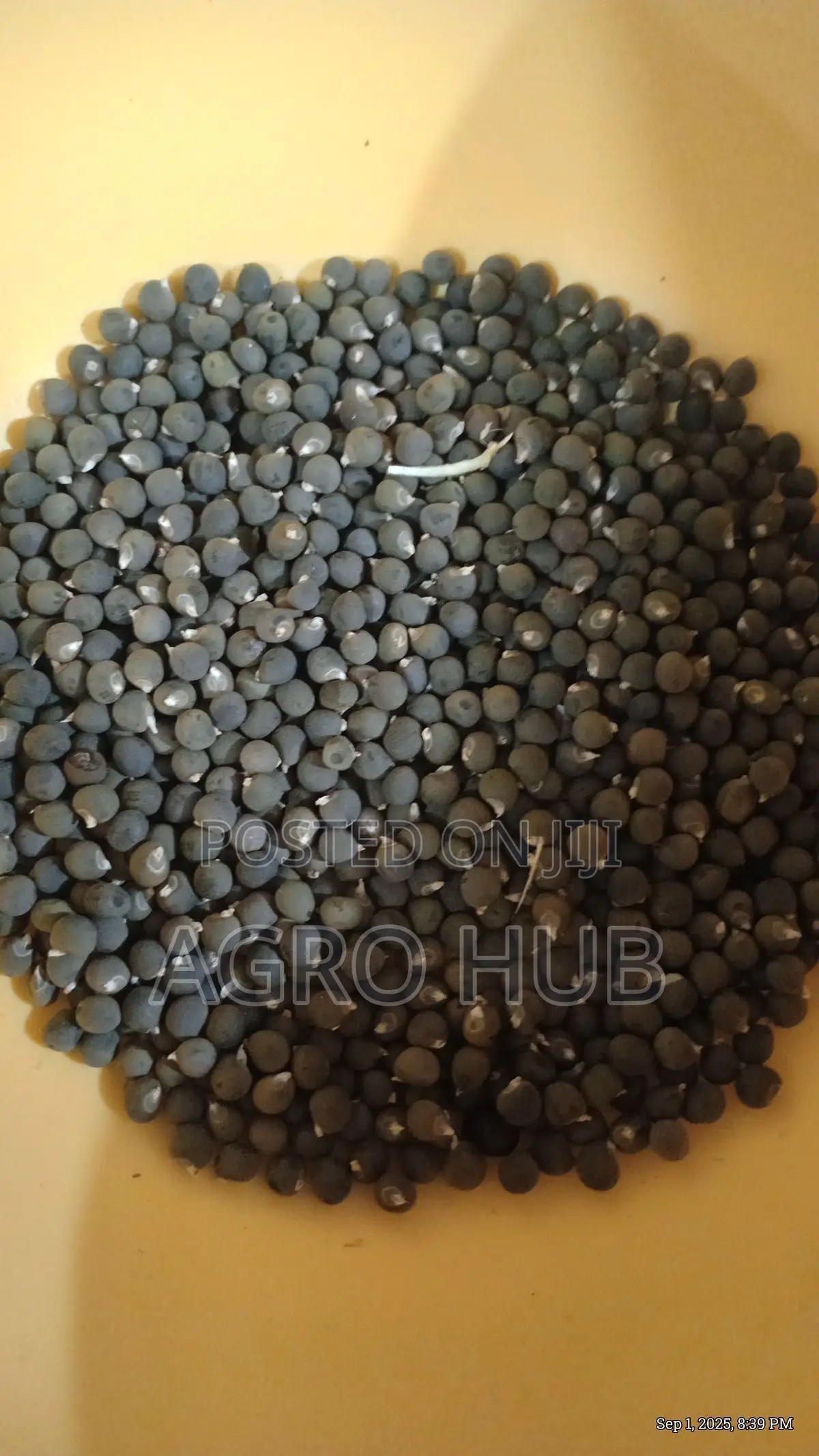 Okra Seeds