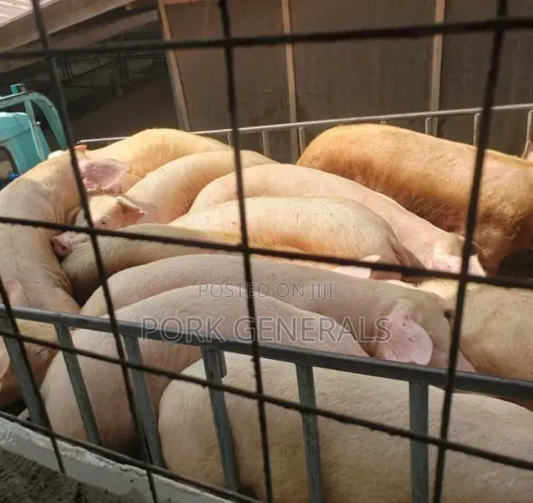 Fresh Pork Available