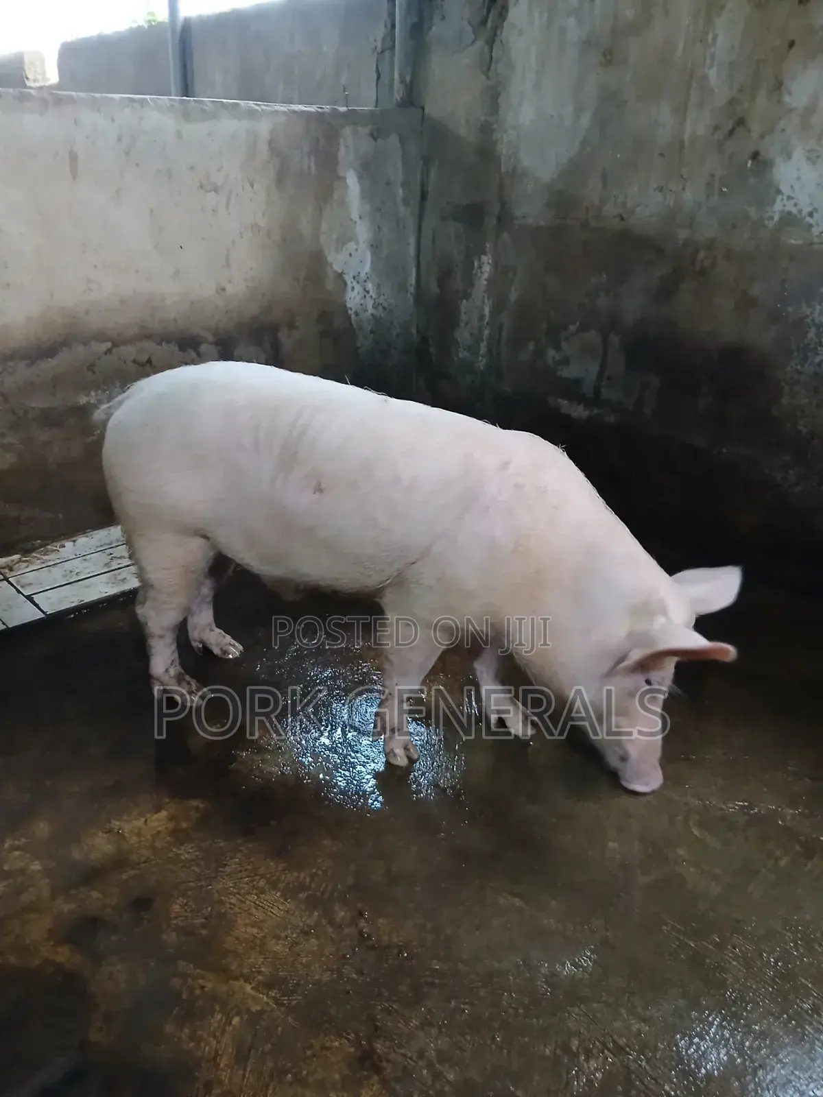 Healthy Fresh Pork Available