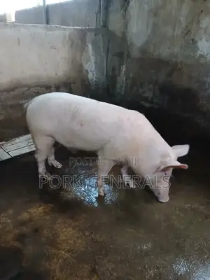 Healthy Fresh Pork Available