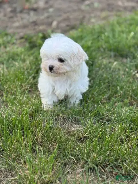 1-3 months Male Purebred Maltese
