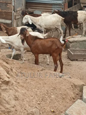 Sokoto Red Goat