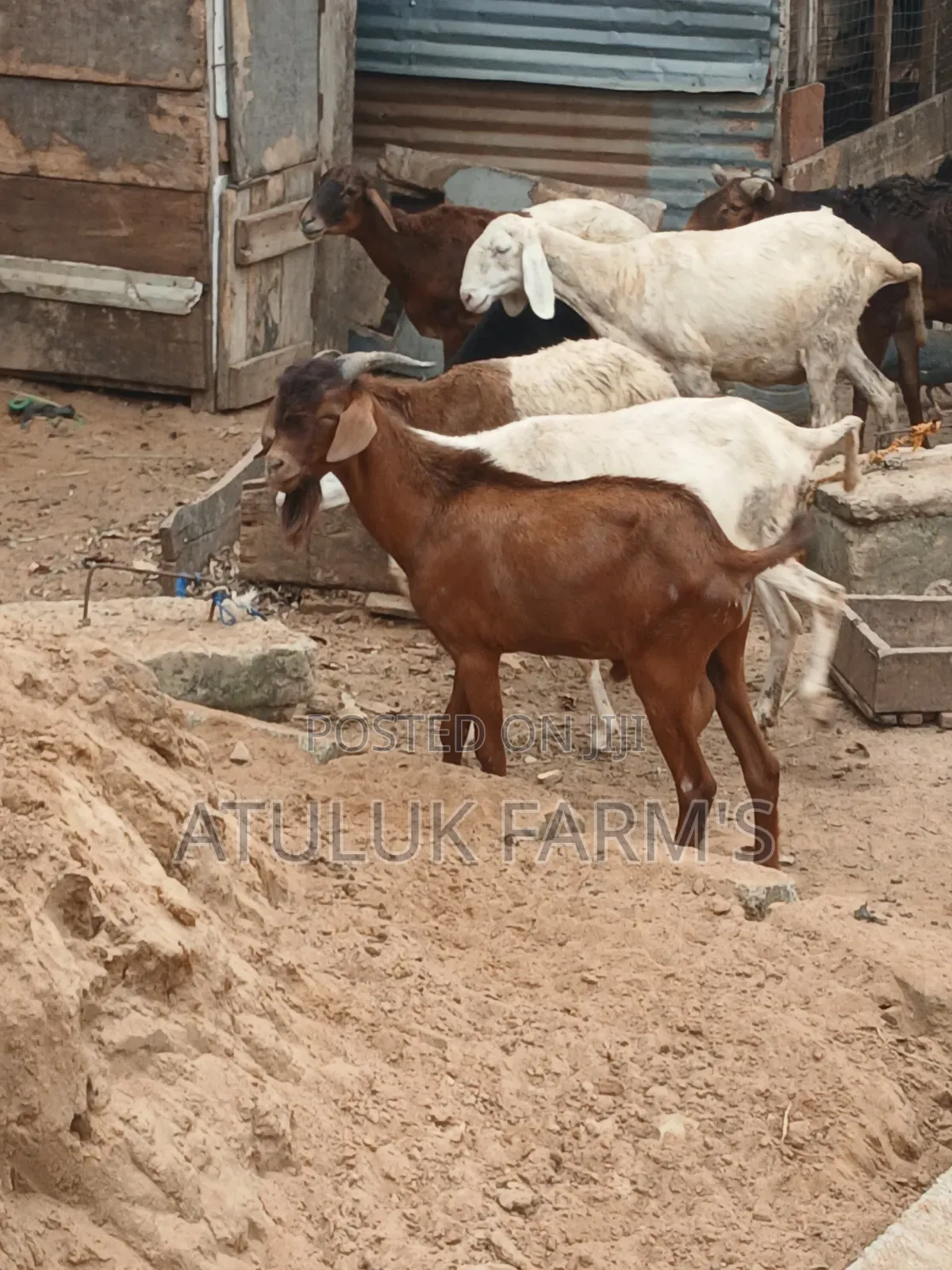 Sokoto Red Goat