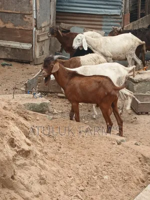 Sokoto Red Goat