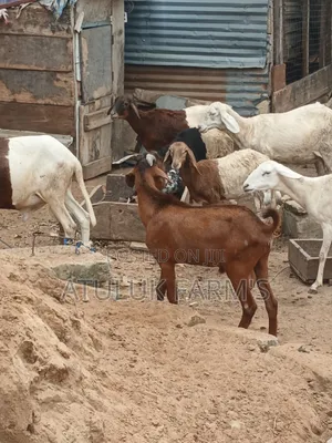 Sokoto Red Goat