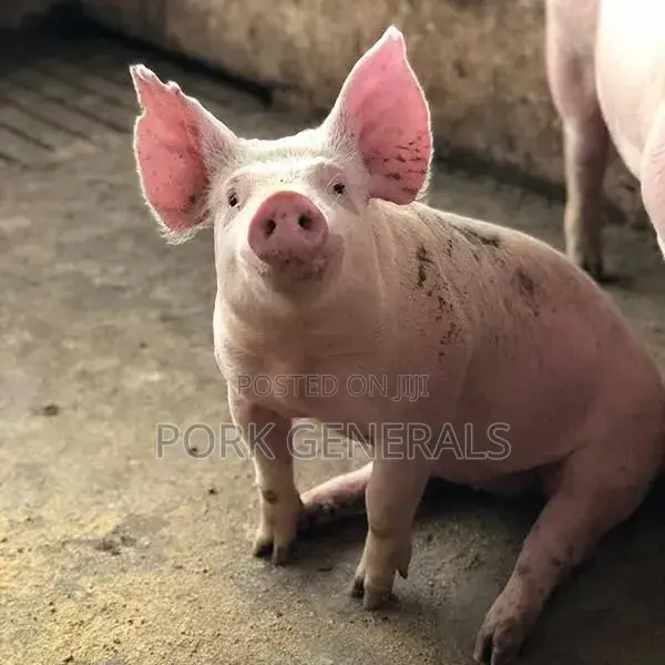 Healthy Weaners Pigs Available ( WANT TO START a PIG FARM )