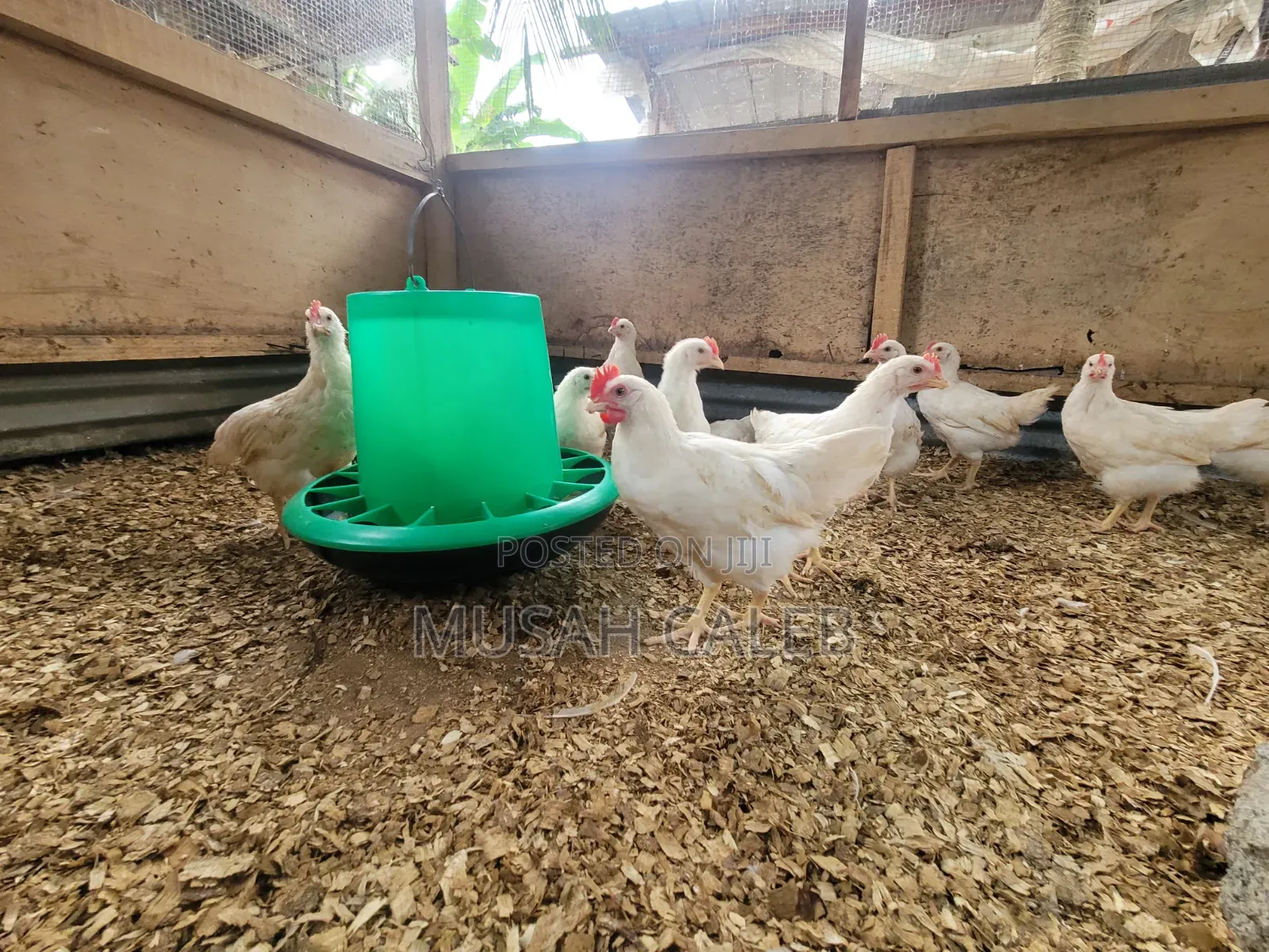 9weeks Giant White Cocks
