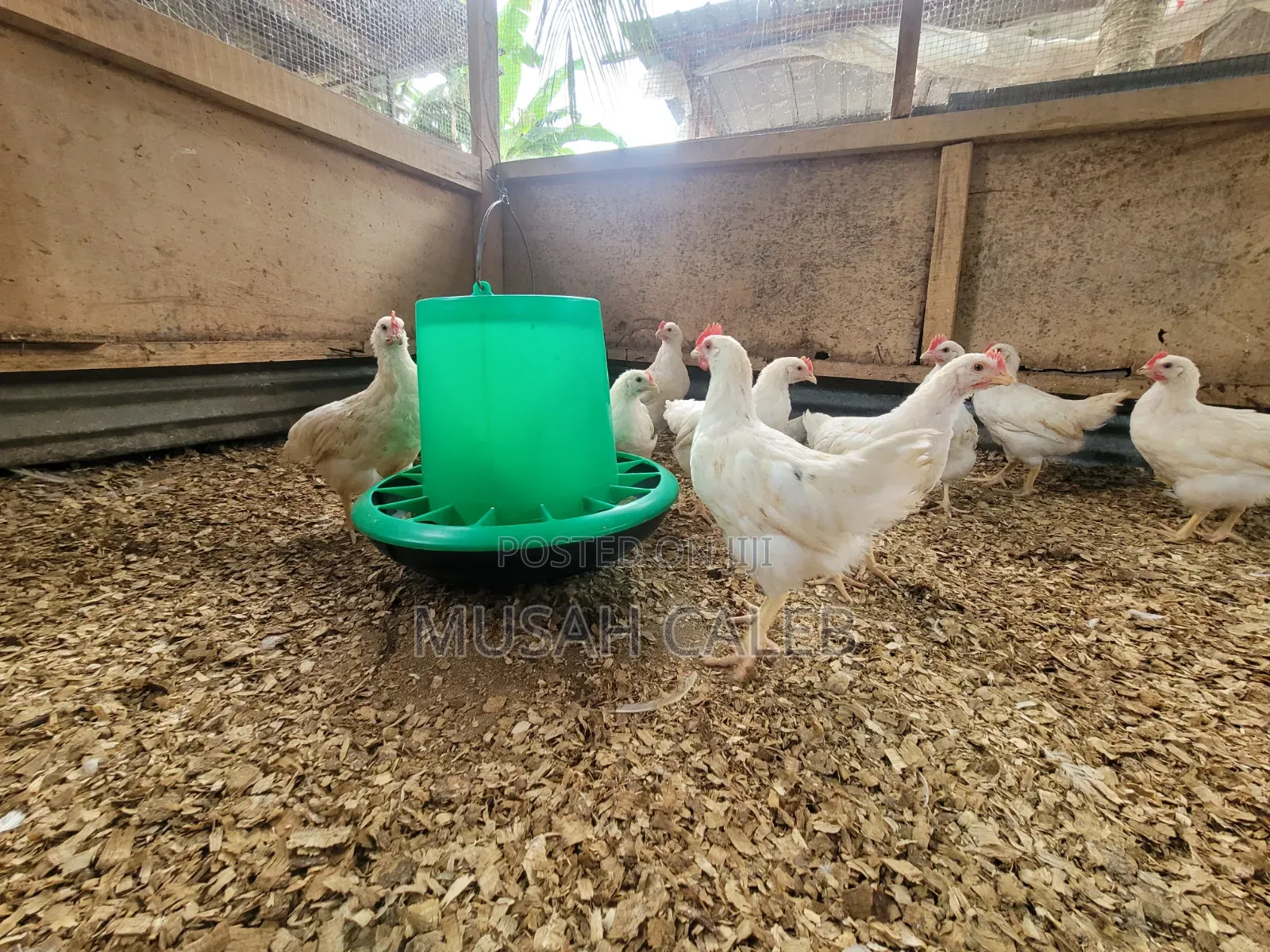 9weeks Giant White Cocks