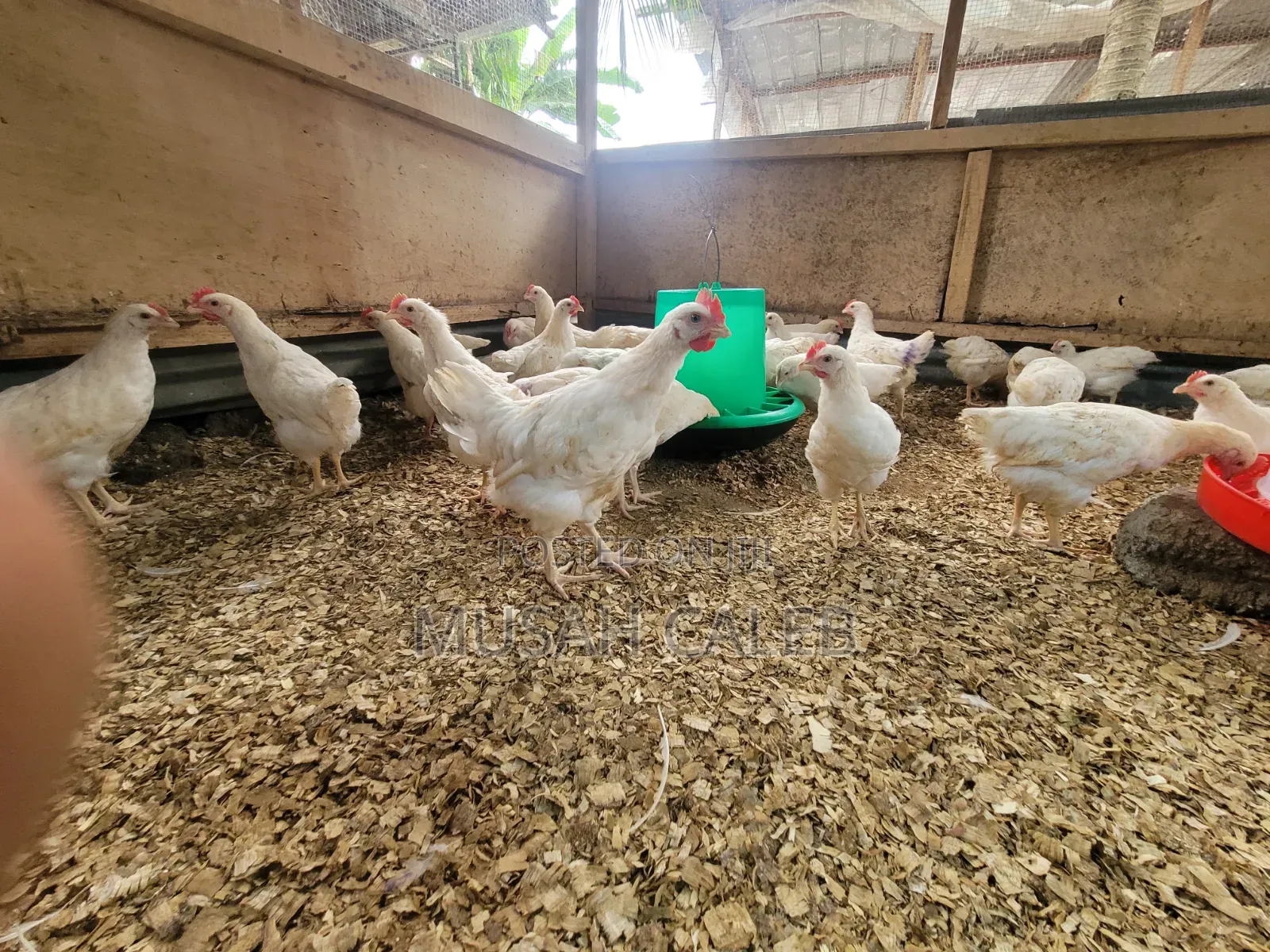 9weeks Giant White Cocks