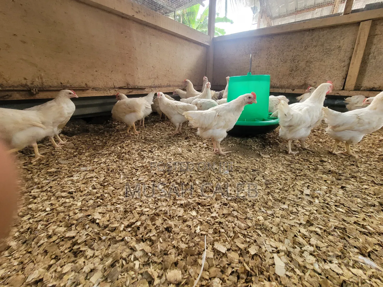 9weeks Giant White Cocks