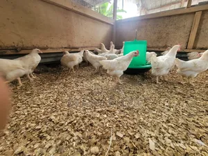 9weeks Giant White Cocks