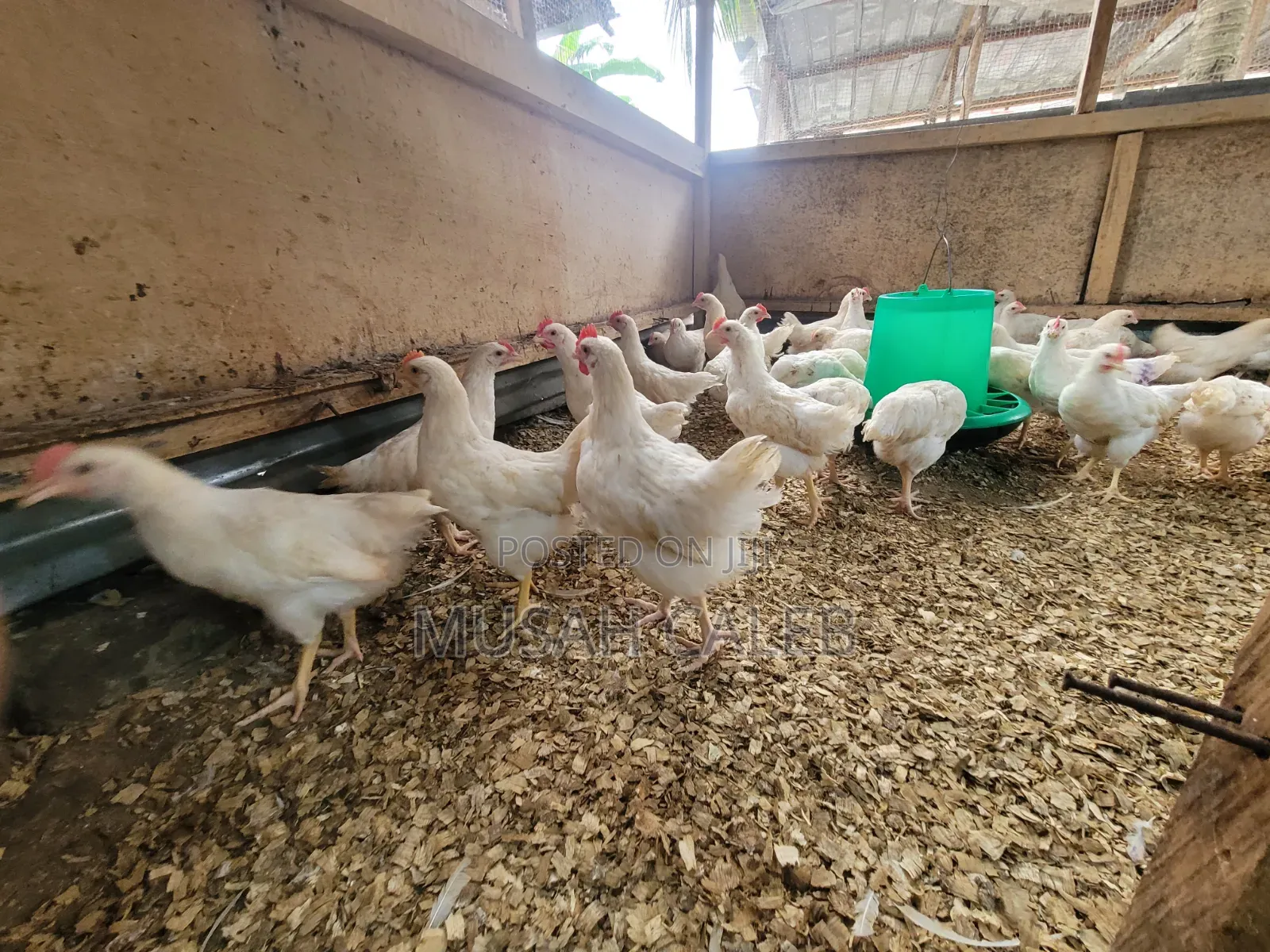 9weeks Giant White Cocks