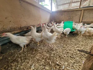 9weeks Giant White Cocks