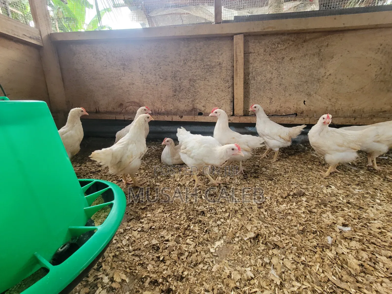 9weeks Giant White Cocks