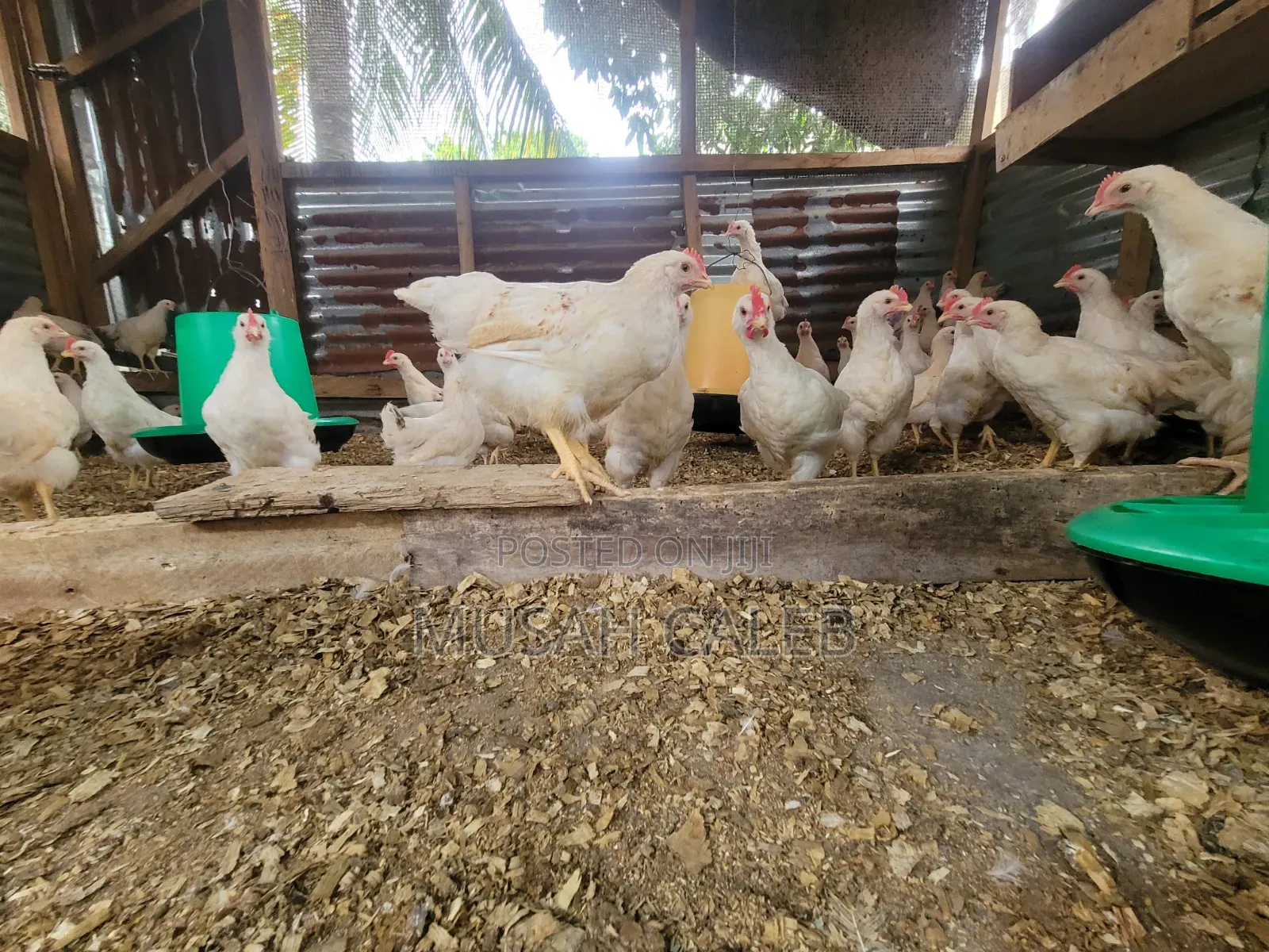 9weeks Giant White Cocks