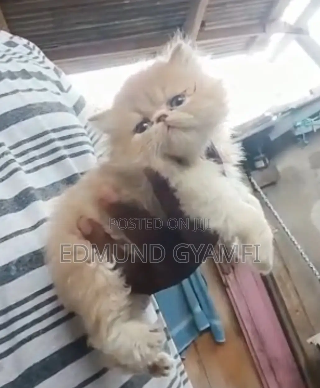 1-3 months Male Purebred Persian