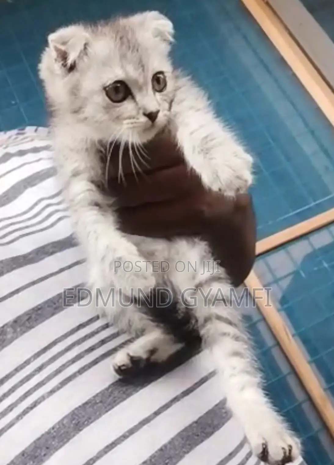 1-3 months Male Purebred Scottish Fold