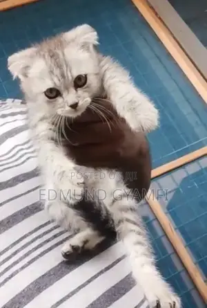 1-3 months Male Purebred Scottish Fold
