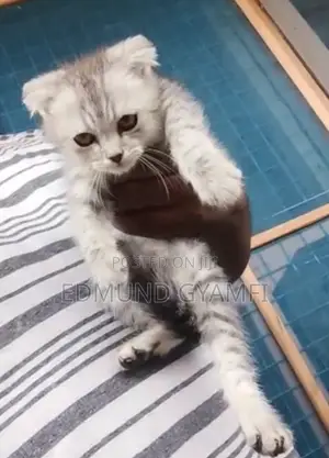 1-3 months Male Purebred Scottish Fold