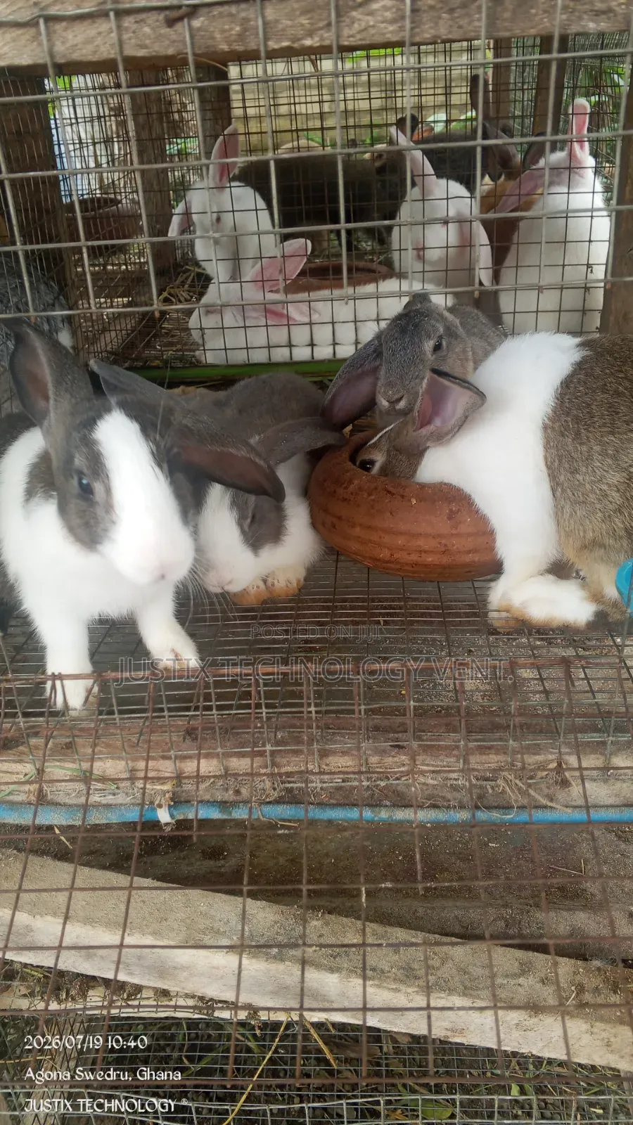 Rabbit Weaners (From Pure Breed Buck)