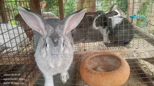 Mature Chinchilla Rabbits