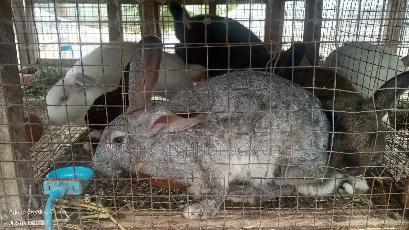Mature Chinchilla Rabbits