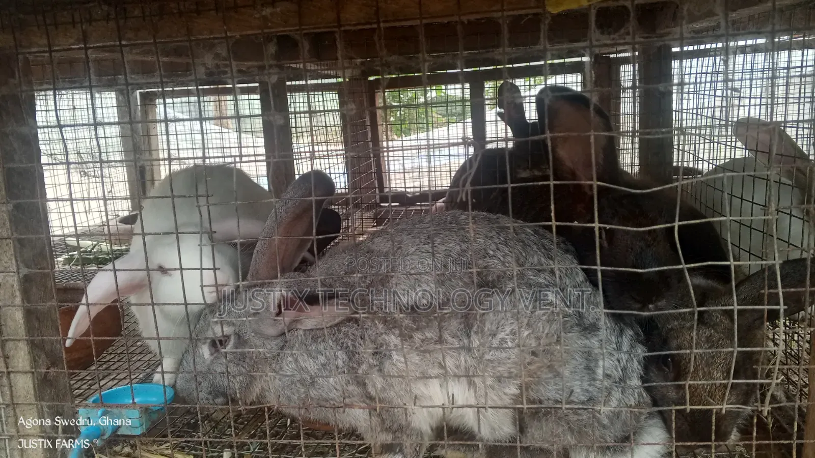 Mature Chinchilla Rabbits