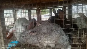 Mature Chinchilla Rabbits