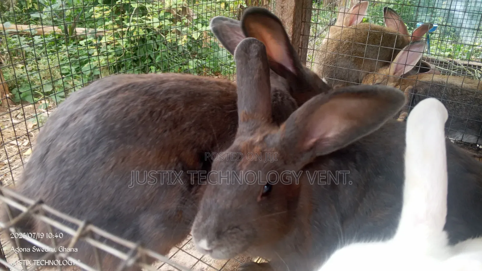 Mature Chinchilla Rabbits