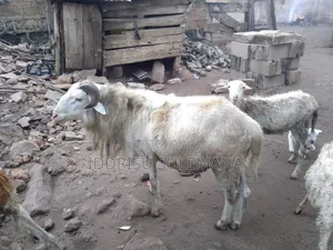 Home FARMER