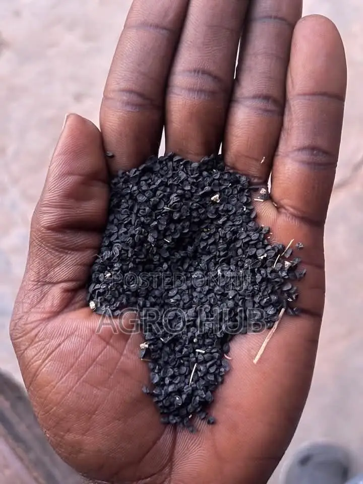 Onion Seeds