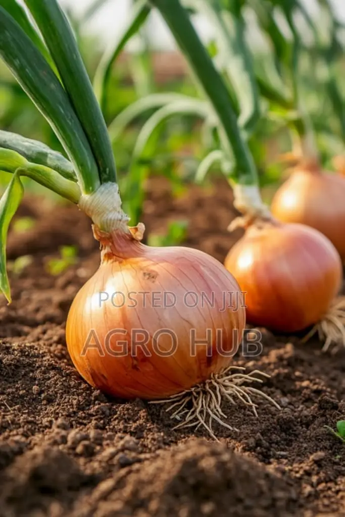 Onion Seeds
