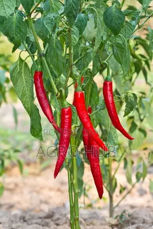 Hot Pepper Cayenne Long Red (100gm) Sachet