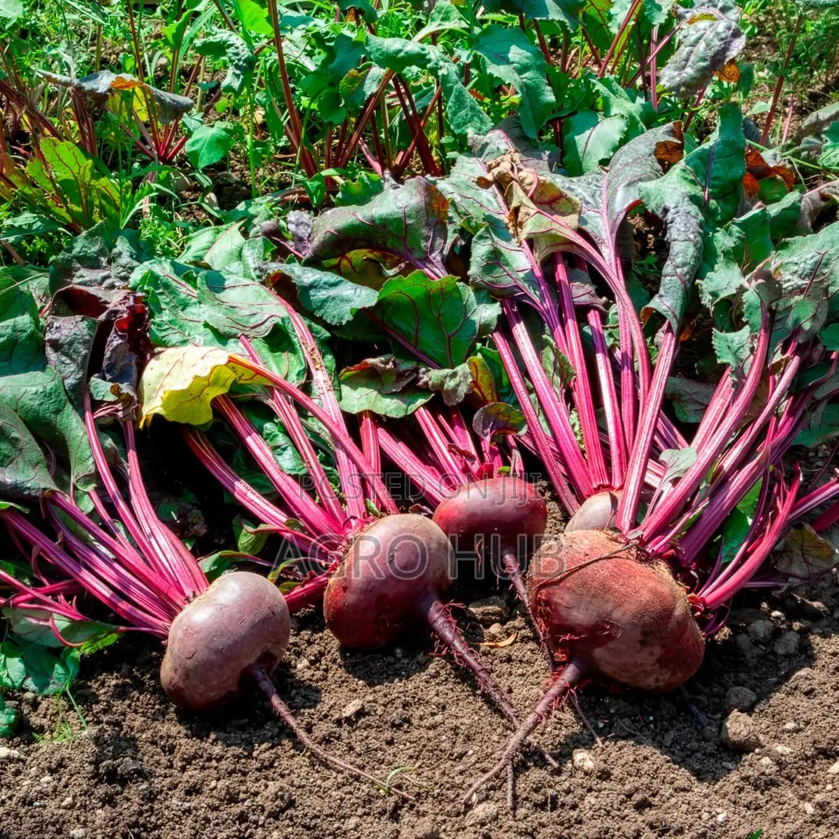 Beet Crimson Globe 100 Gram Sachet
