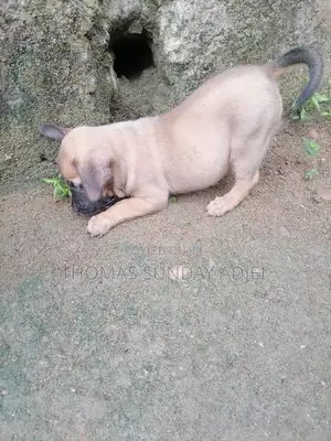 0-1 month Female Mixed Breed Dog