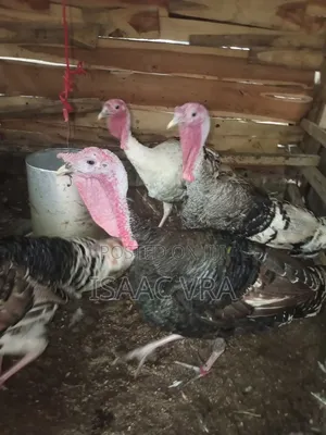 Mature Male Turkeys