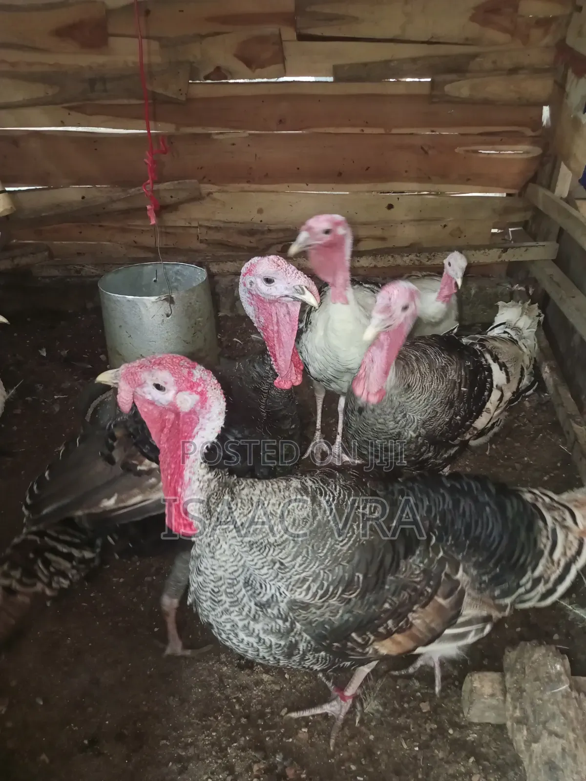 Mature Male Turkeys