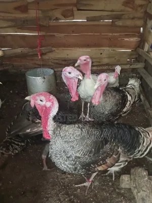 Mature Male Turkeys
