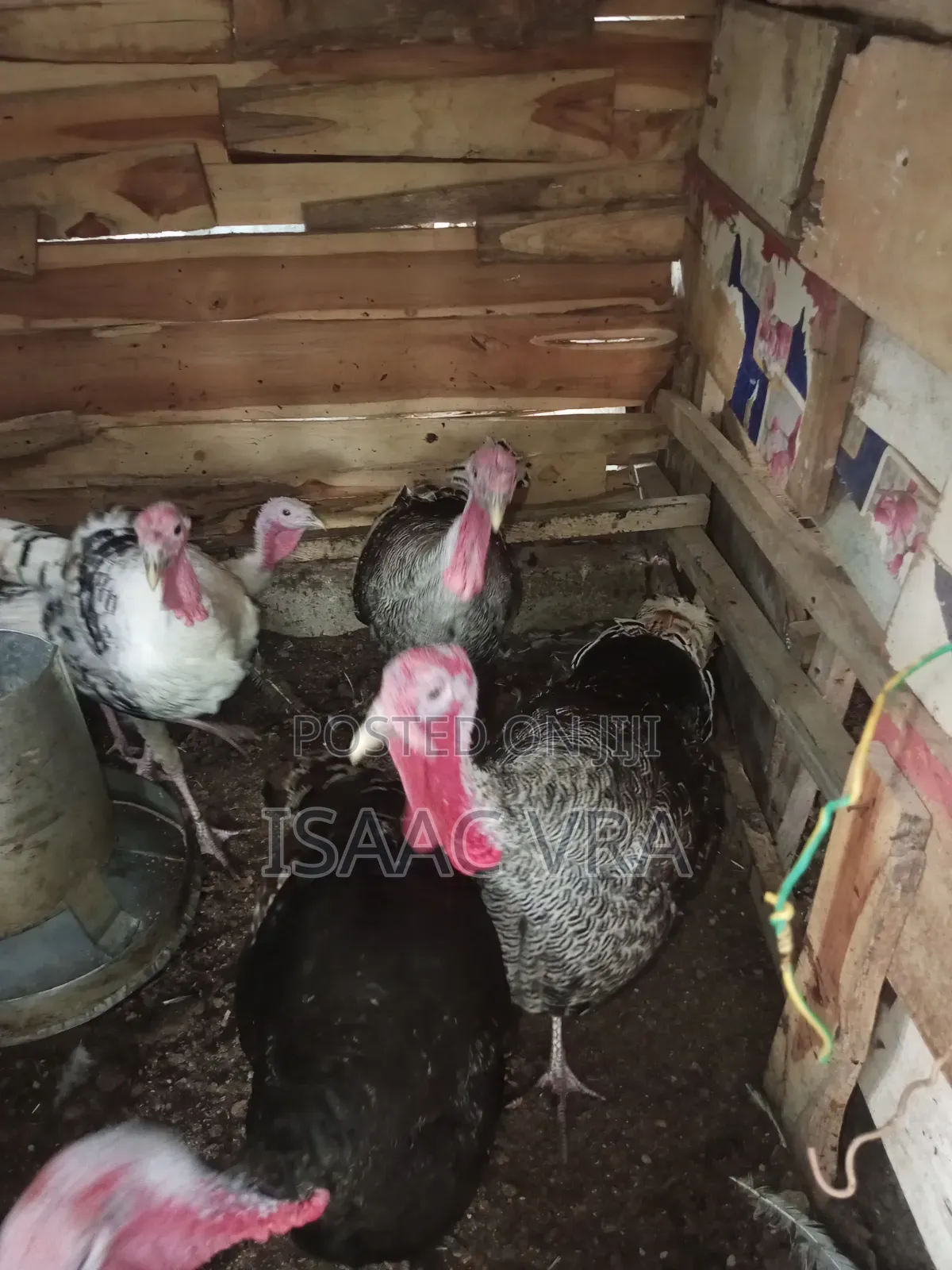 Mature Male Turkeys