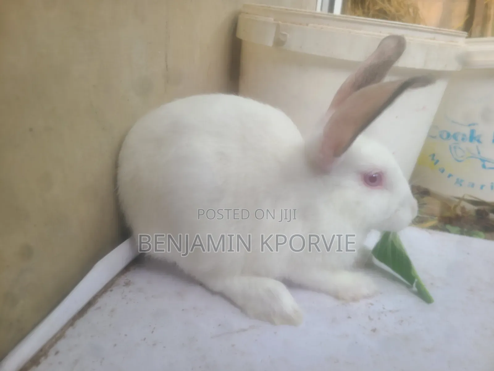 Hyla Rabbits for Sale - 3 Bucks, 2 Does