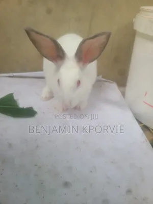 Hyla Rabbits for Sale - 3 Bucks, 2 Does