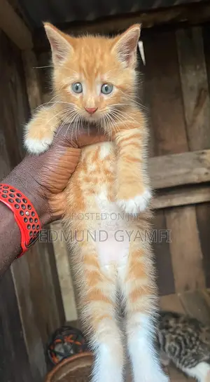 1-3 months Male Purebred Maine Coon