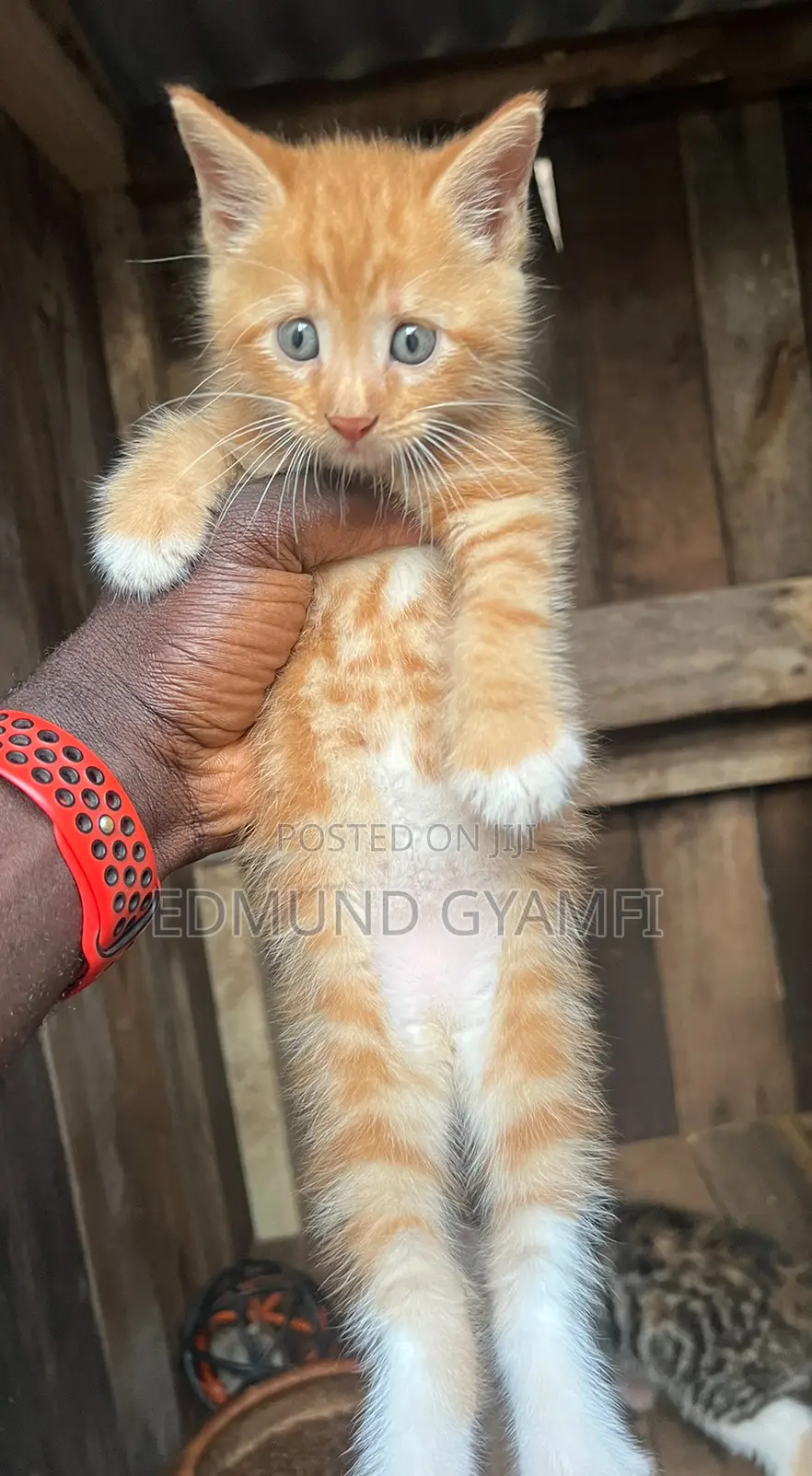1-3 months Male Purebred Maine Coon