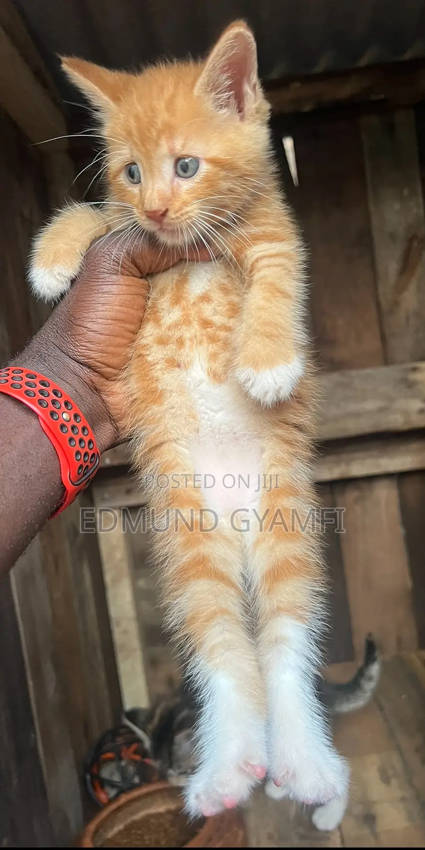 1-3 months Male Purebred Maine Coon