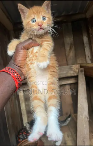 1-3 months Male Purebred Maine Coon